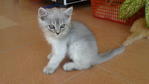 Persian Kitten - Domestic Short Hair Cat