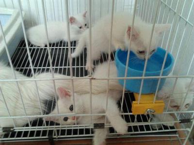 Mix Persian White Kittens - Persian + Domestic Medium Hair Cat