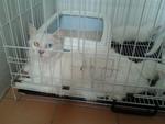 Mix Persian White Kittens - Persian + Domestic Medium Hair Cat