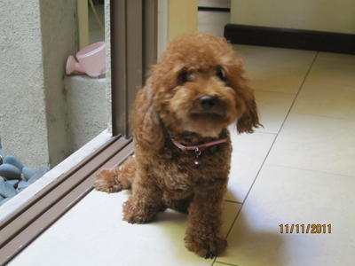 PF38391 - Poodle Dog