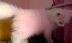 White Pure Persians - Persian Cat