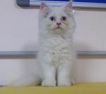 White Pure Persians - Persian Cat