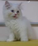 White Pure Persians - Persian Cat