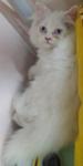 White Pure Persians - Persian Cat