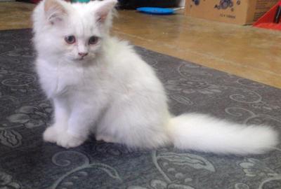 White Pure Persians - Persian Cat