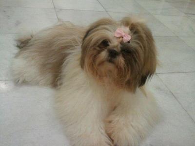 Female Shih Tzu - Shih Tzu Dog