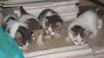 Kittens (White And Brown/dark Grey) - Domestic Short Hair Cat