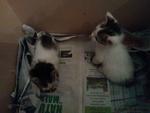 Kittens (White And Brown/dark Grey) - Domestic Short Hair Cat