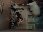 Kittens (White And Brown/dark Grey) - Domestic Short Hair Cat