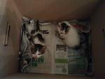 Kittens (White And Brown/dark Grey) - Domestic Short Hair Cat