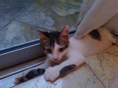 Kittens (White And Brown/dark Grey) - Domestic Short Hair Cat