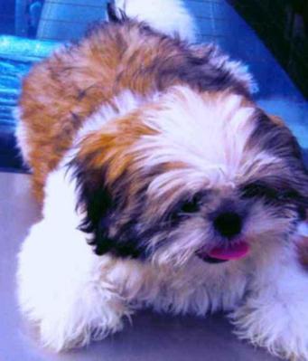 Panda - Shih Tzu Dog