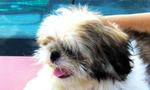 Panda - Shih Tzu Dog