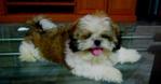 Panda - Shih Tzu Dog