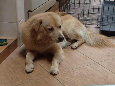 Terran Boy - Golden Retriever + Spitz Dog