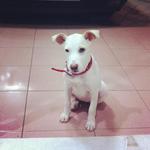 Nana - Jack Russell Terrier Mix Dog