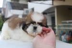 Adorable Nice Shih Tzu Puppy  - Shih Tzu Dog