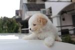 Cutie Parti Color Toy Poodle Puppy  - Poodle Dog