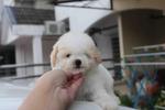 Cutie Parti Color Toy Poodle Puppy  - Poodle Dog