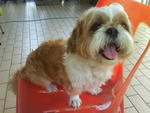 PF38429 - Shih Tzu Dog