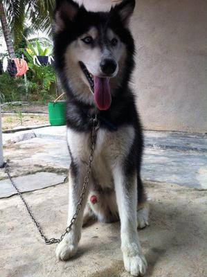 Laughing - Alaskan Malamute Dog