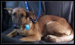 Good girl, sits quietly in the car