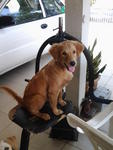 Bob  - Golden Retriever + Labrador Retriever Dog