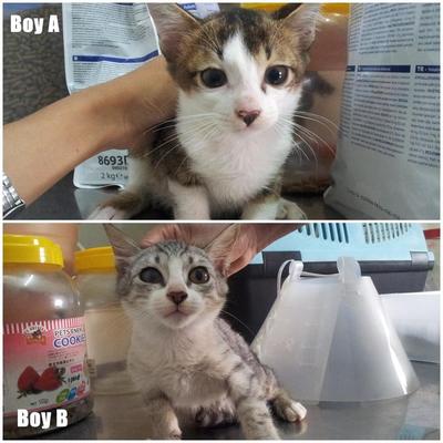 2 Boys For Adoption - Domestic Short Hair Cat