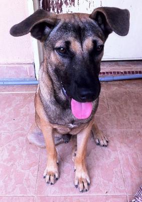 Boy - Mixed Breed Dog