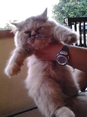 Kitten  - Persian Cat