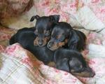 Mini Pinscher Puppies - Miniature Pinscher Dog