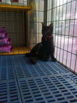 Faezem - Domestic Short Hair Cat