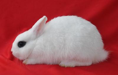 Dhc 13 - Hotot Rabbit