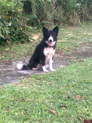 Christmas - Border Collie Dog