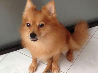 Matt - Pomeranian Dog