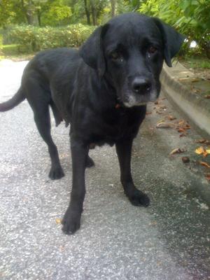 Tara - Labrador Retriever Dog