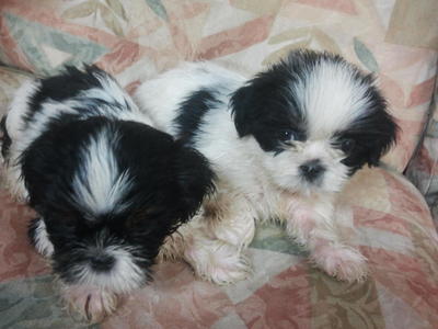 Shih Tzu - Shih Tzu Dog