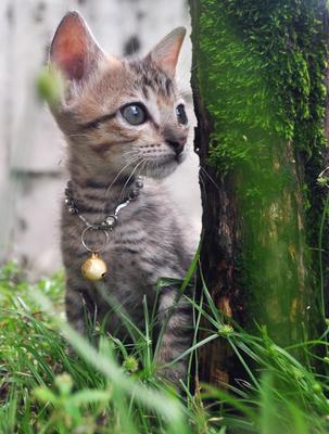 Woolsy - Tabby + Domestic Short Hair Cat