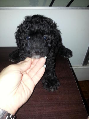 Silver Grey Tiny Toy Poodle ** - Poodle Dog