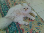 Bapa..baka semi flat face persian