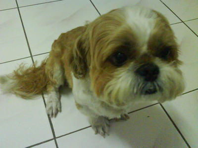 Ah Wei Wei - Shih Tzu Dog