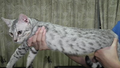 Silver Spotted Bengal Kitten - Bengal Cat