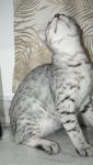 Silver Spotted Bengal Kitten - Bengal Cat