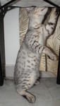 Silver Spotted Bengal Kitten - Bengal Cat