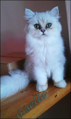 Princess Giselle - Chinchilla + Persian Cat