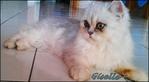 Princess Giselle - Chinchilla + Persian Cat