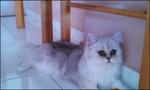 Princess Giselle - Chinchilla + Persian Cat