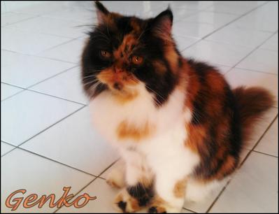 Princess Genko - Persian + Domestic Long Hair Cat