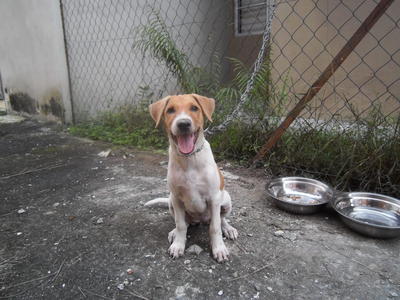 Daisy - Mixed Breed Dog