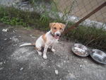 Daisy - Mixed Breed Dog